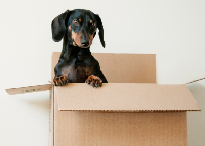 Doggie in a Moving Box