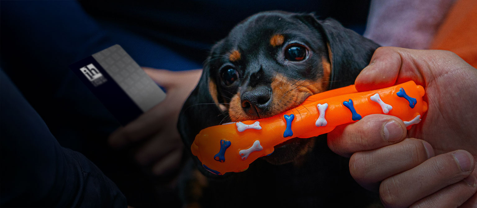 Dachshund with Treat